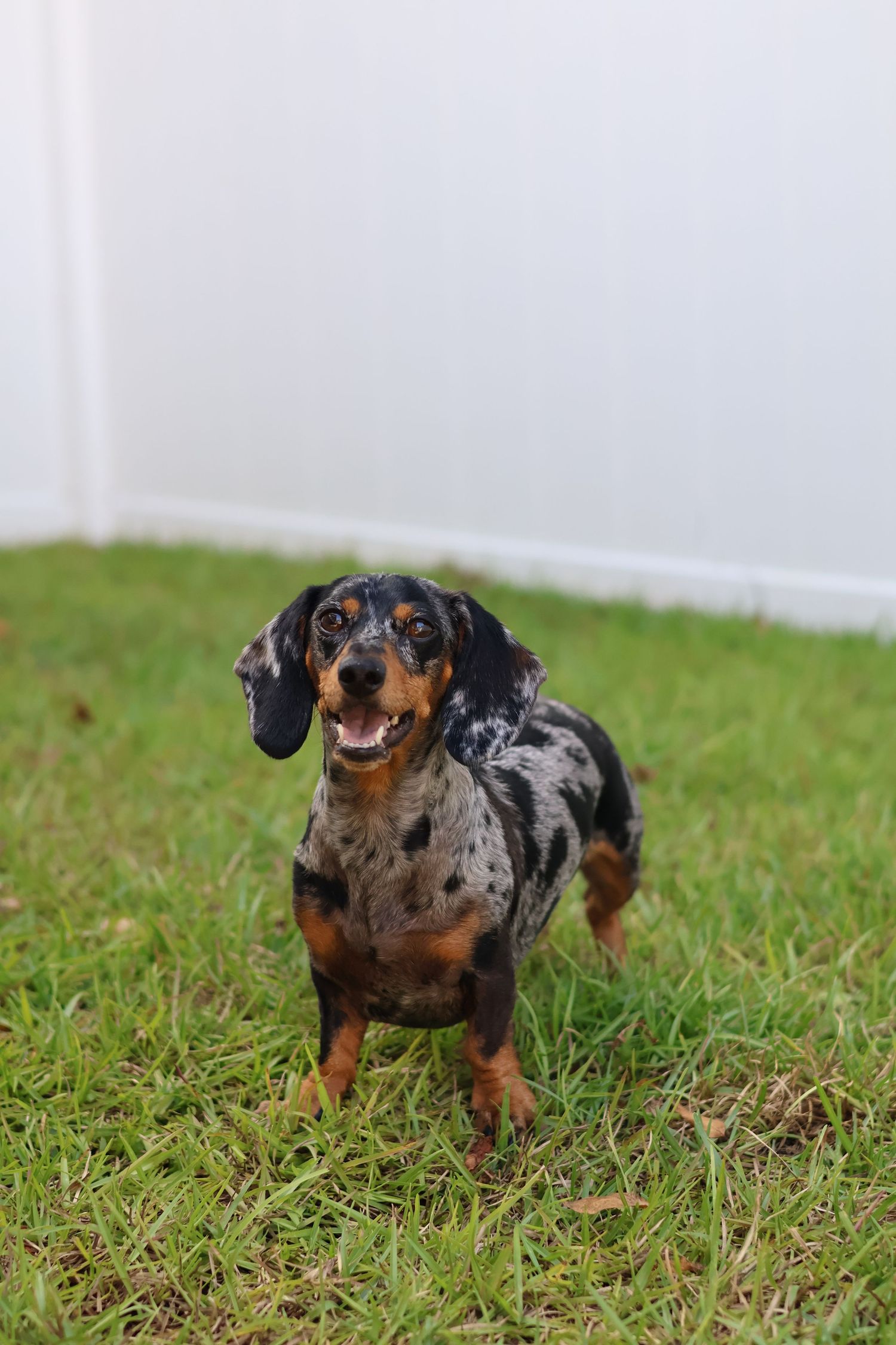 dapple mini dachschund posing outdoors for pet photography session