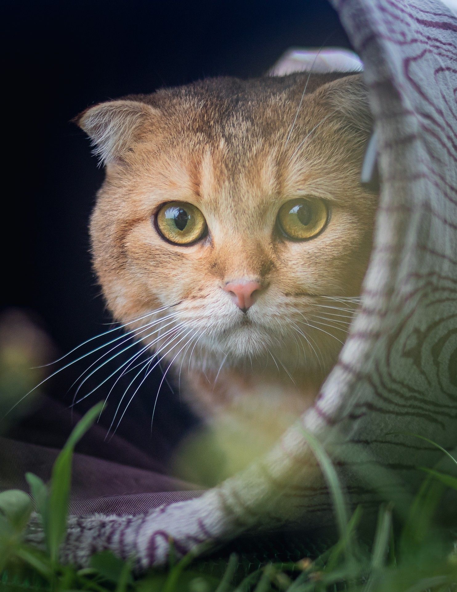 A Scottish Fold cat with cream-colored fur and bright green eyes peers curiously from behind a curtain.