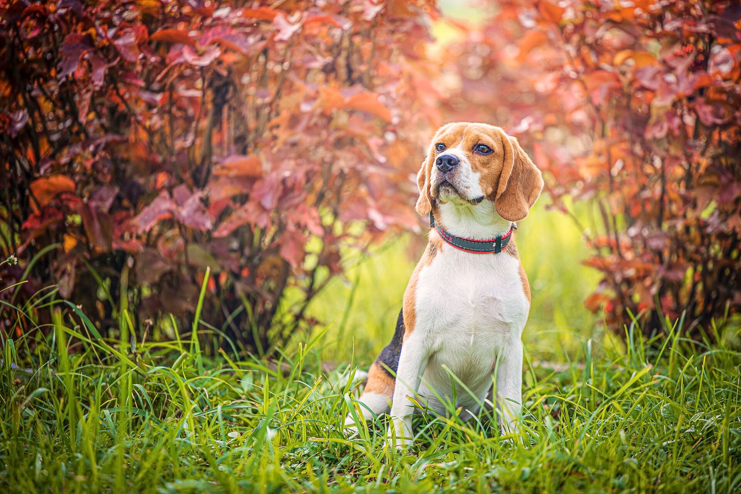 A white beagle puppy sitting in grass with colorful autumn foliage creating a vibrant red background.