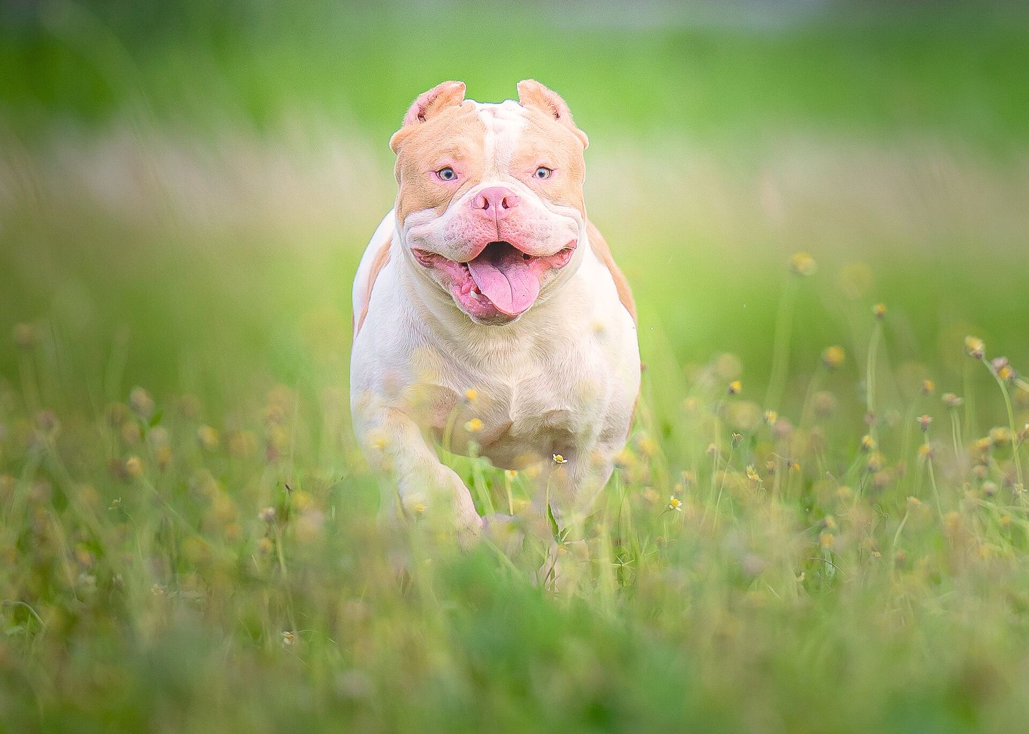 Happy English bulldog puppy with tongue out running through tall grass in sunny outdoor setting.