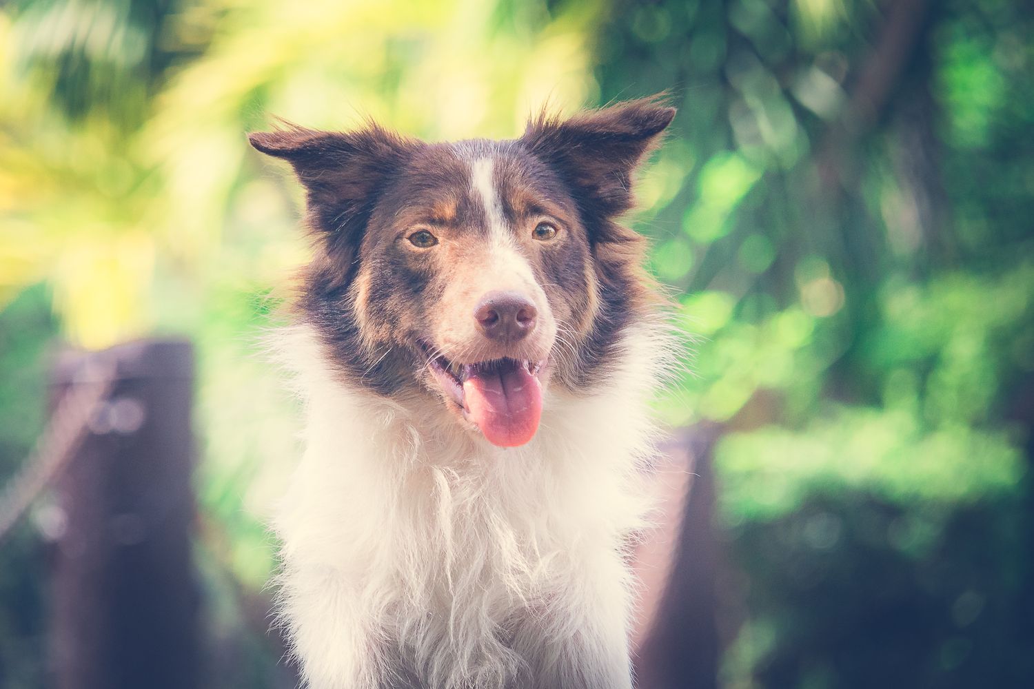 an outdoor portrait of a border collie mix