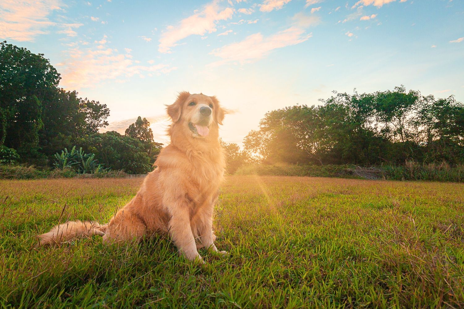 Golden retriever dog sitting in green field during sunset with sunburst behind and trees in background.