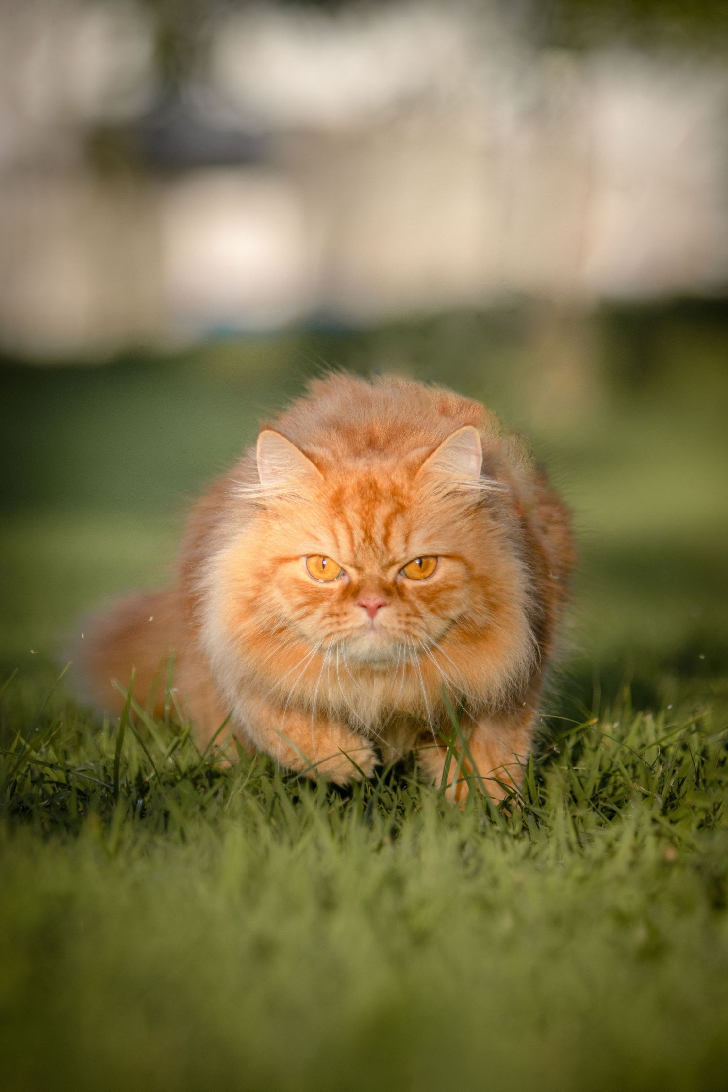 outdoor portrait of a running Persian cat