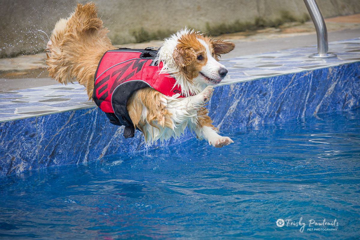 A wet dog wearing a red life jacket leaps into a blue swimming pool during a dog swim event.