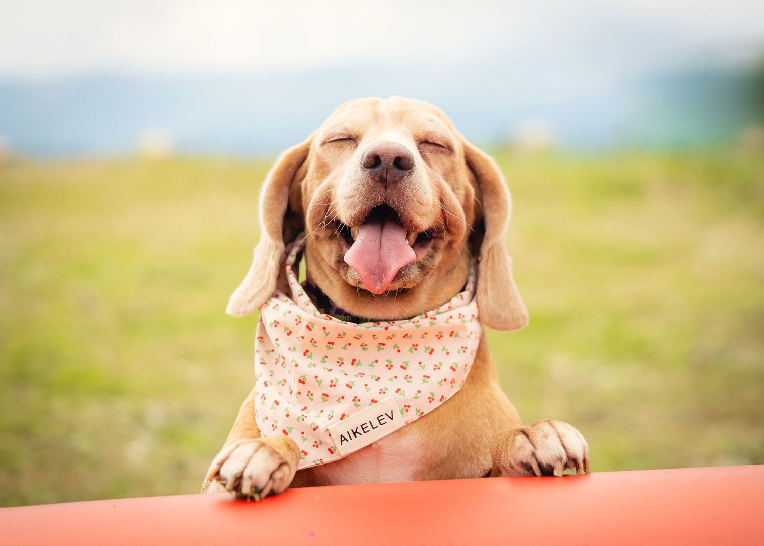 Happy beagle dog wearing peach bandana smiles with tongue out while leaning on orange surface outdoors.