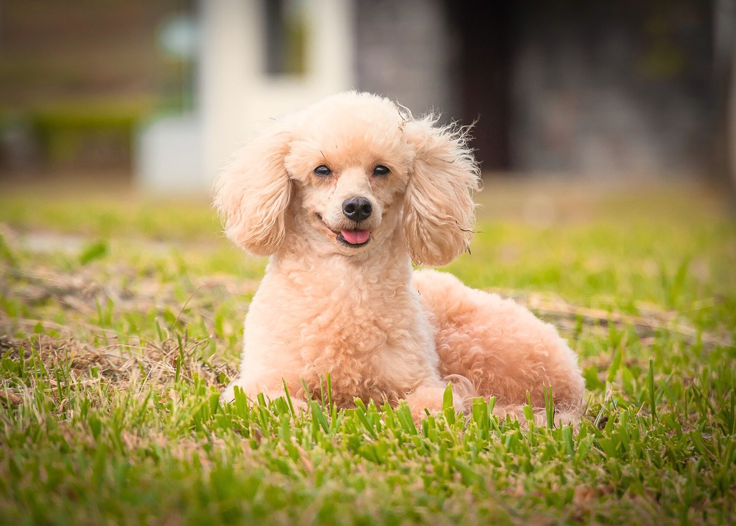 A happy apricot-colored toy poodle sits in grass showing off their bright smile and fluffy coat.