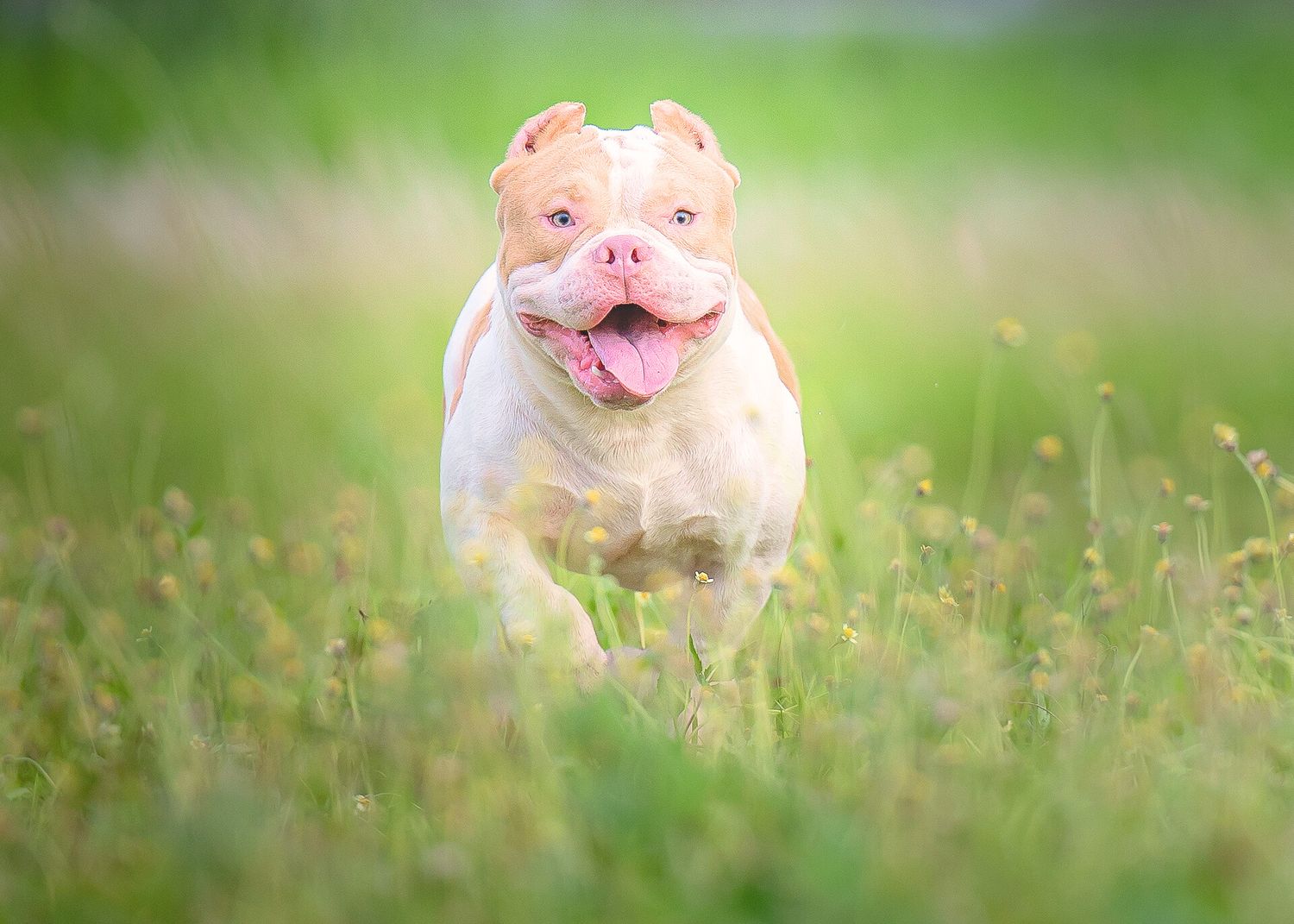 A happy American Bully dog running through a grassy field with its tongue out and a joyful expression.