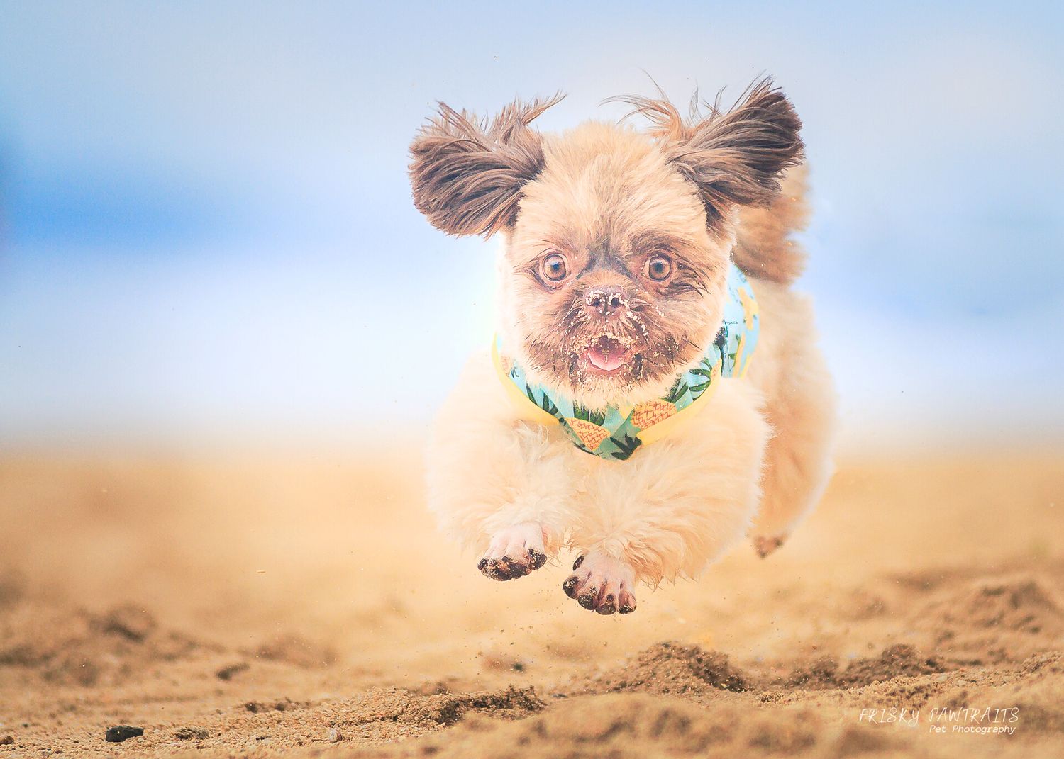 Small fluffy brown dog wearing green collar jumps joyfully across sandy beach with blue water in background.