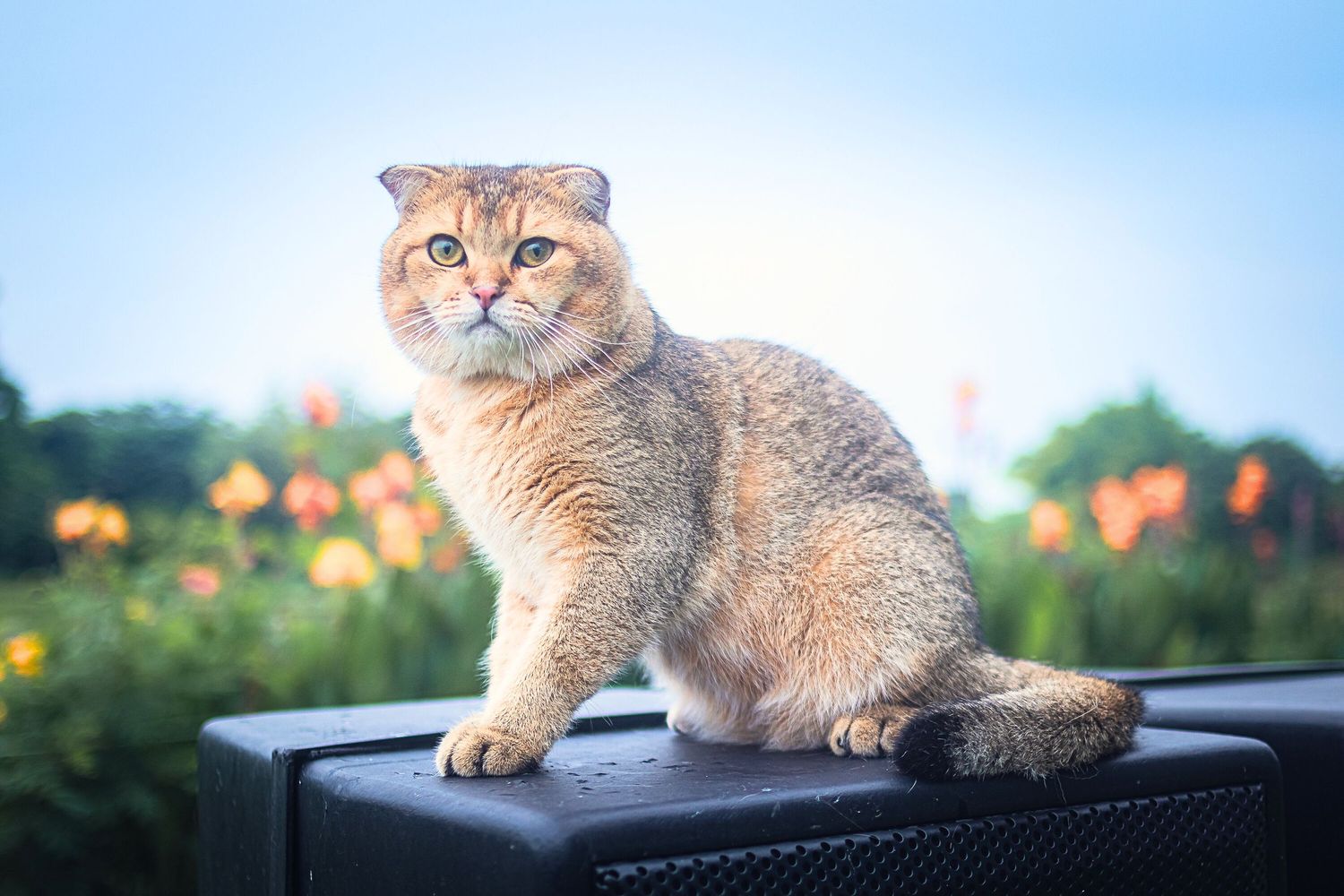A fluffy Scottish Fold cat perches gracefully on a window ledge in warm sunlight.
