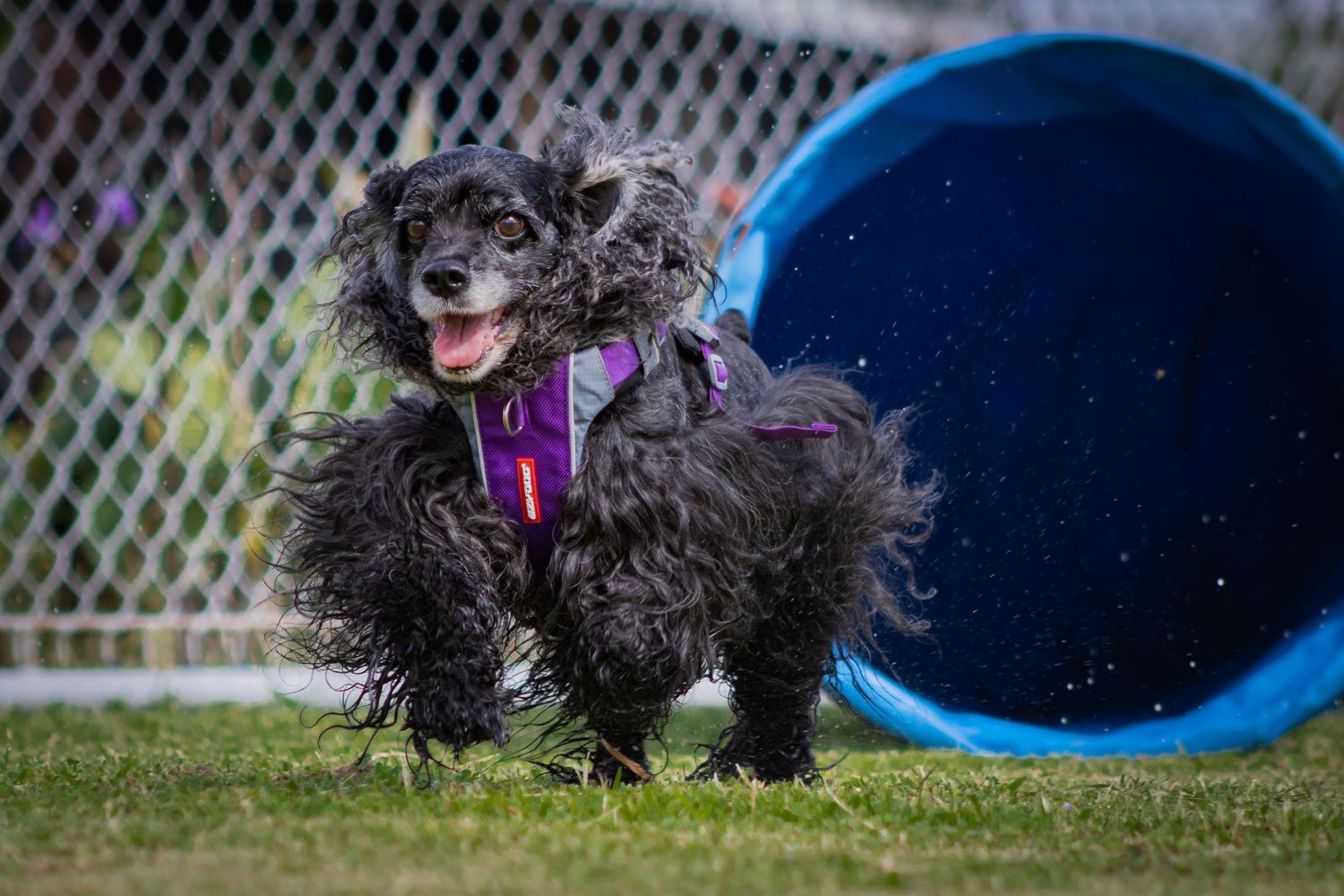 A small black fluffy dog wearing a purple collar stands near a blue agility tunnel on grass.