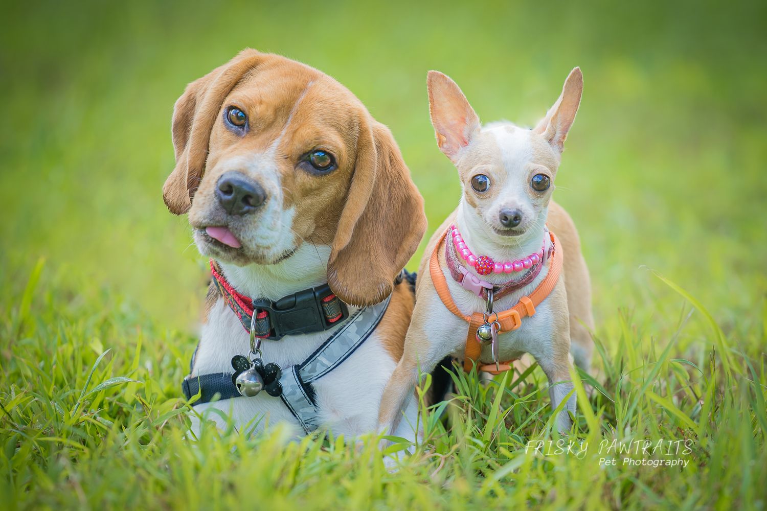 outdoor portrait of a beagle and a chihuahua