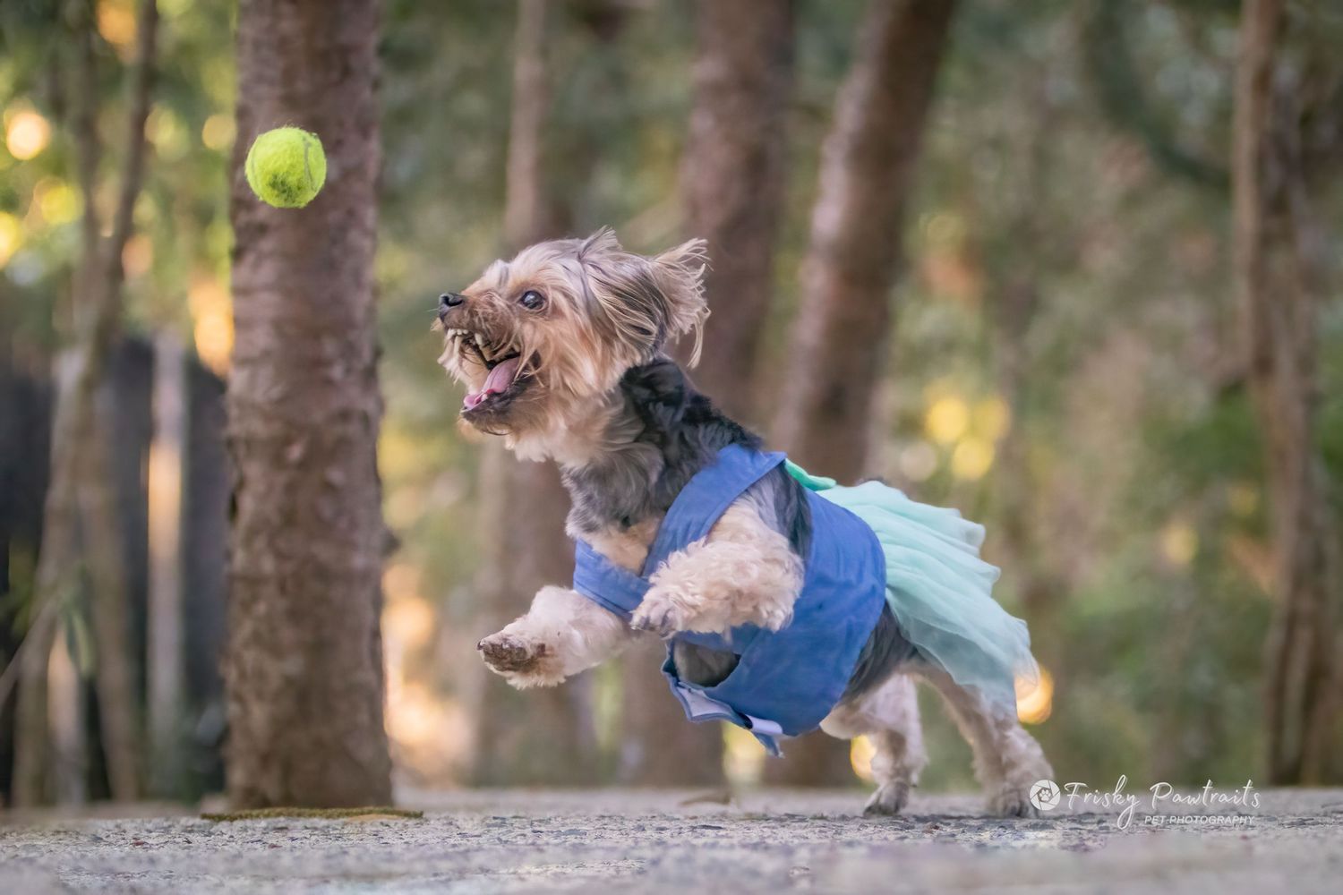 A small Yorkshire Terrier wearing a blue tutu dress leaps energetically to catch a tennis ball outdoors.