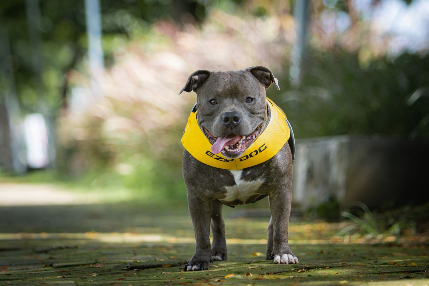 Gray Staffordshire Bull Terrier wearing bright yellow bandana stands confidently on outdoor path in natural setting.