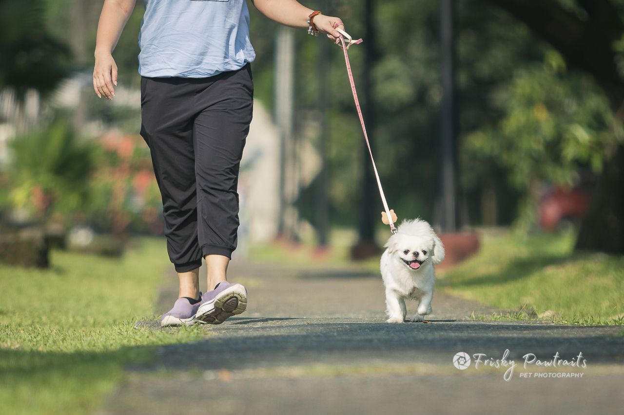 lady walking her white dog