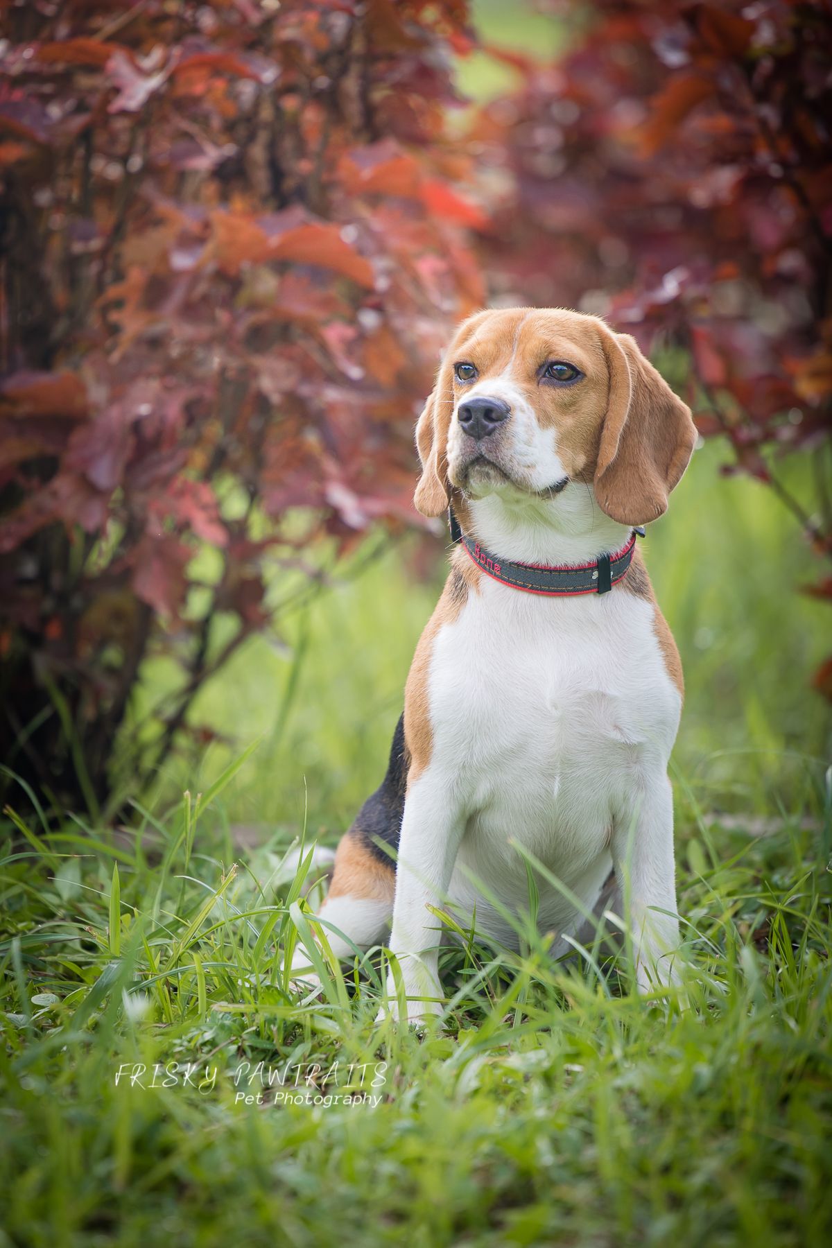 outdoor portrait of a beagle