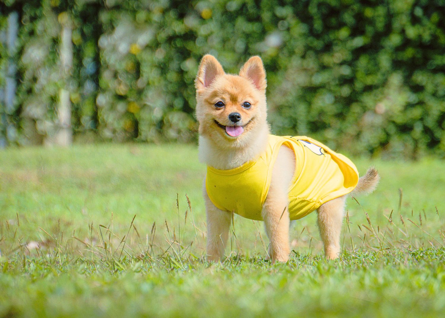 Smiling Pomeranian dog wearing a bright yellow shirt stands in green grass on a sunny day.