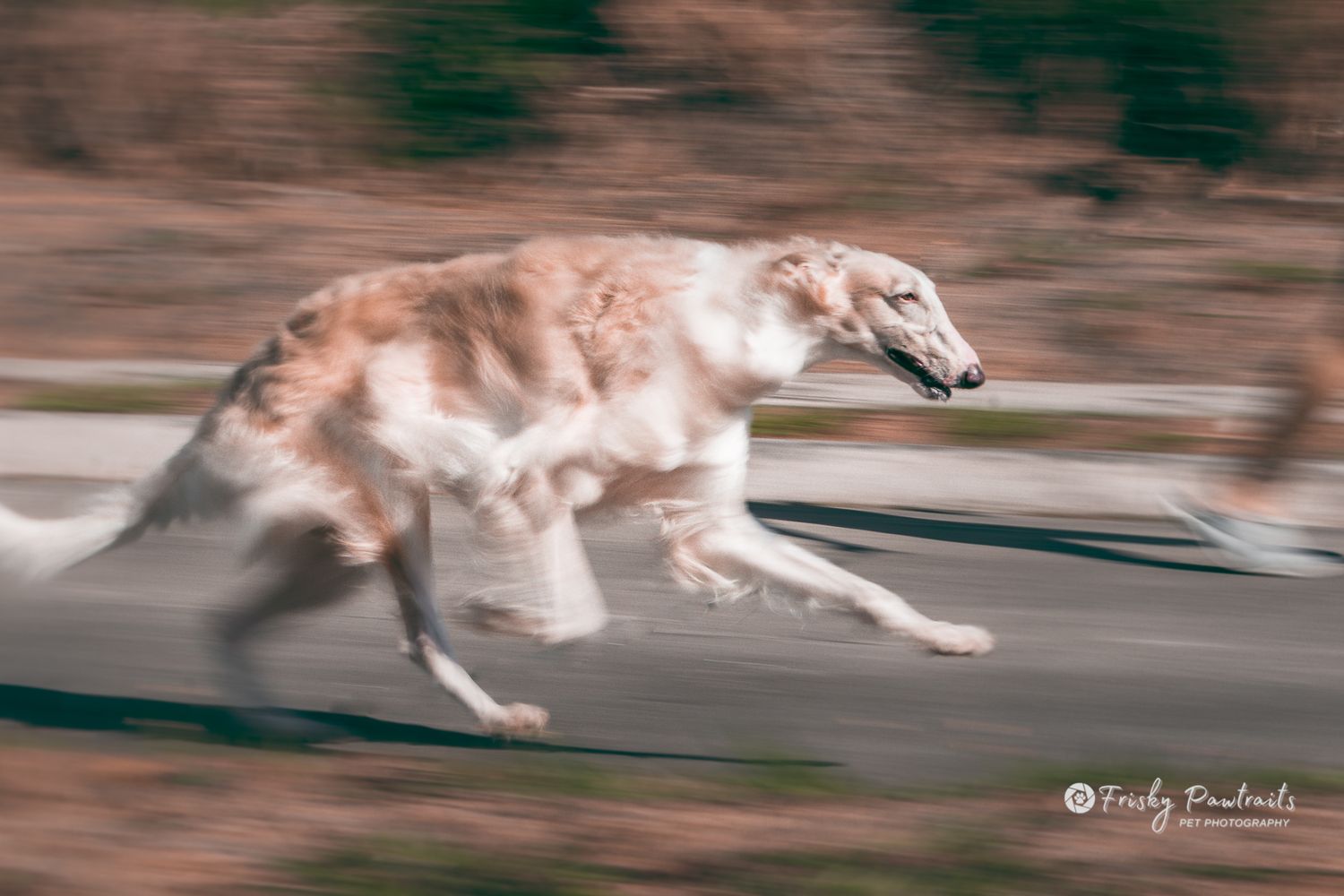 outdoor side portrait of a running Borzoi