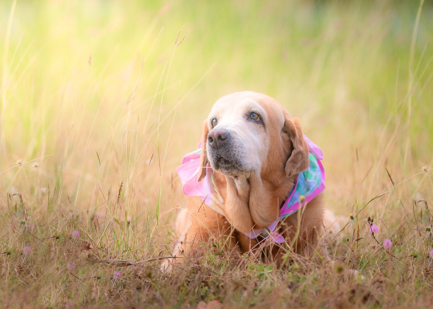 Senior basset hound wearing pink and blue accessories rests in tall golden grass during a sunset photo session.