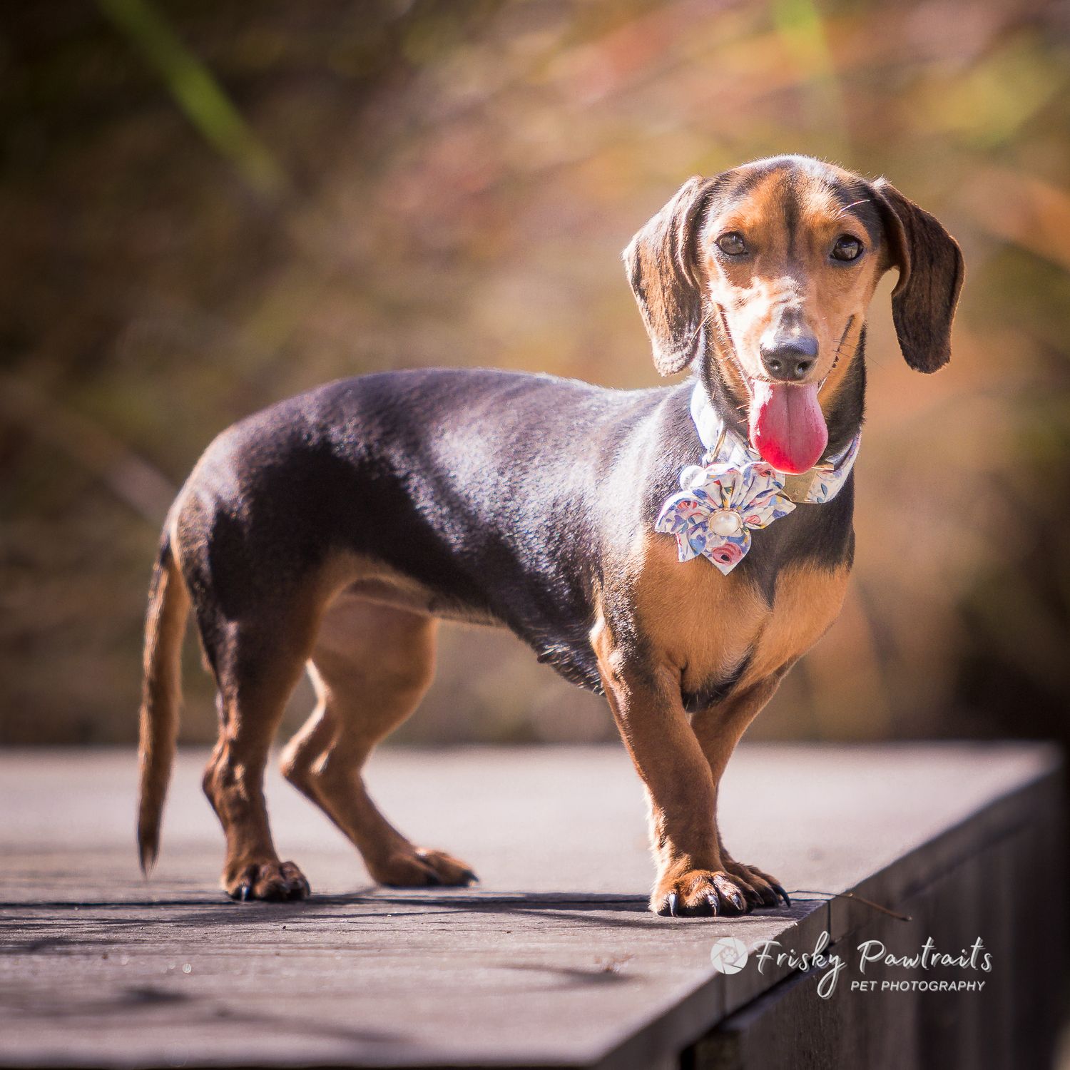 outdoor portrait of a dachshund