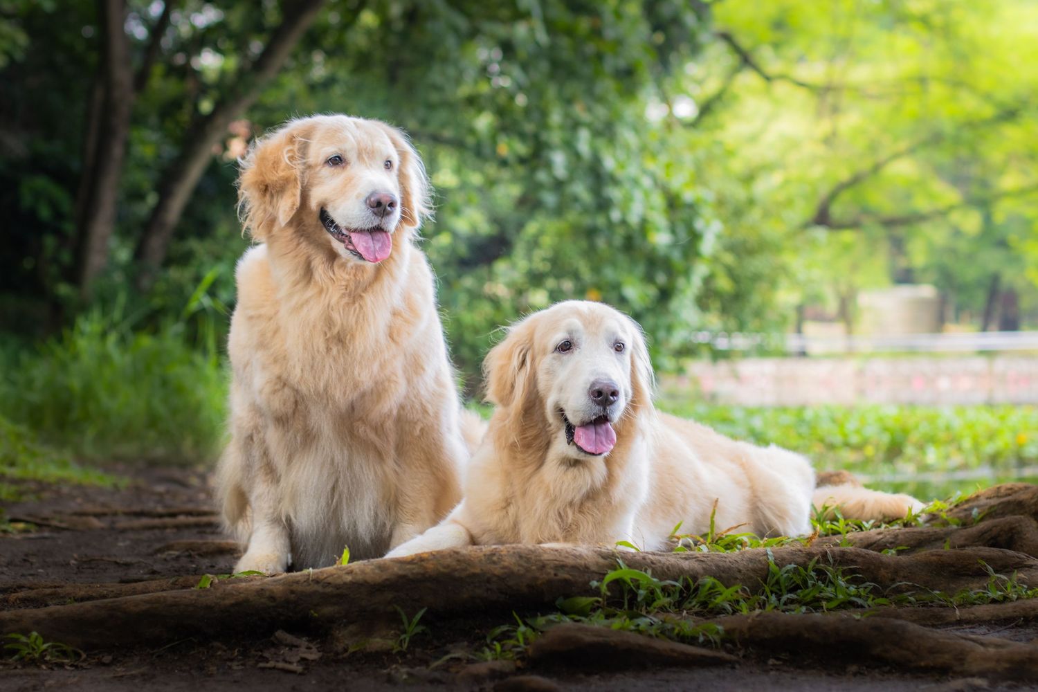 outdoor portrait of two golden retrievers at the park