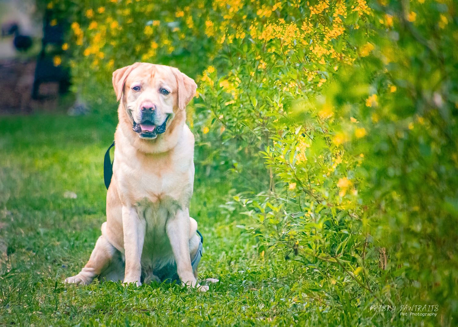 A yellow Labrador retriever sits in green grass with blooming yellow flowers in the background.