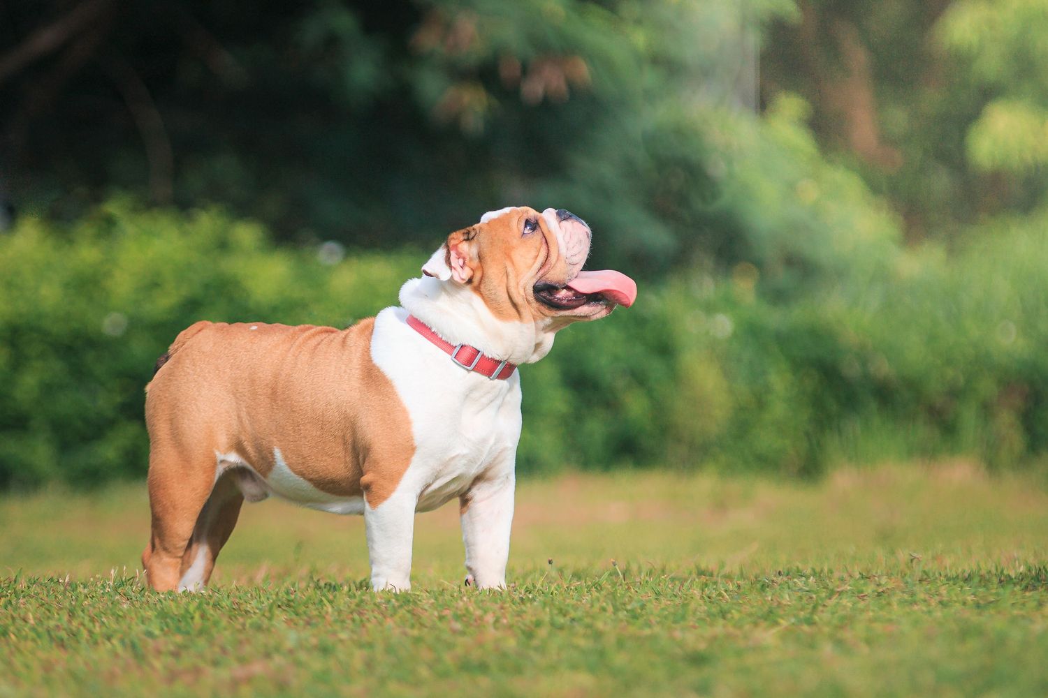 Brown and white English bulldog wearing a red collar stands on grass with bokeh green background in sunlight.