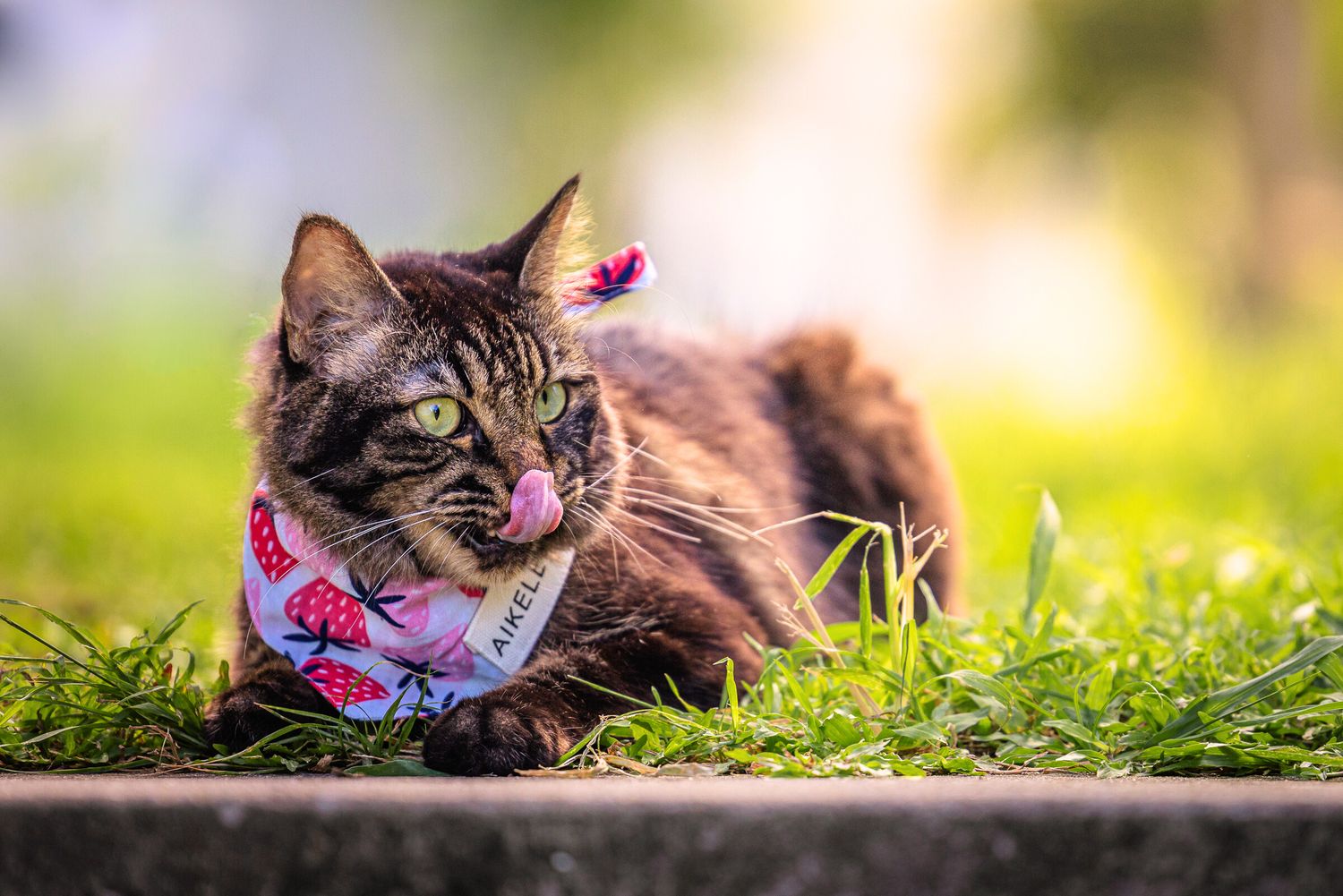 Fluffy tabby cat wearing a pink bandana relaxes on grass in soft natural lighting.