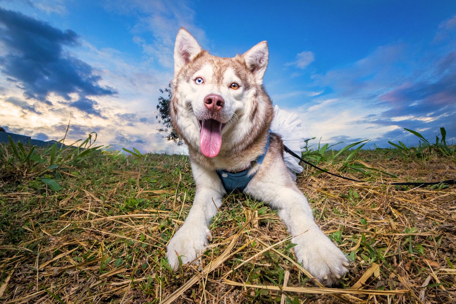 Happy husky dog laying in grass with mountains and blue sky with clouds in the background.