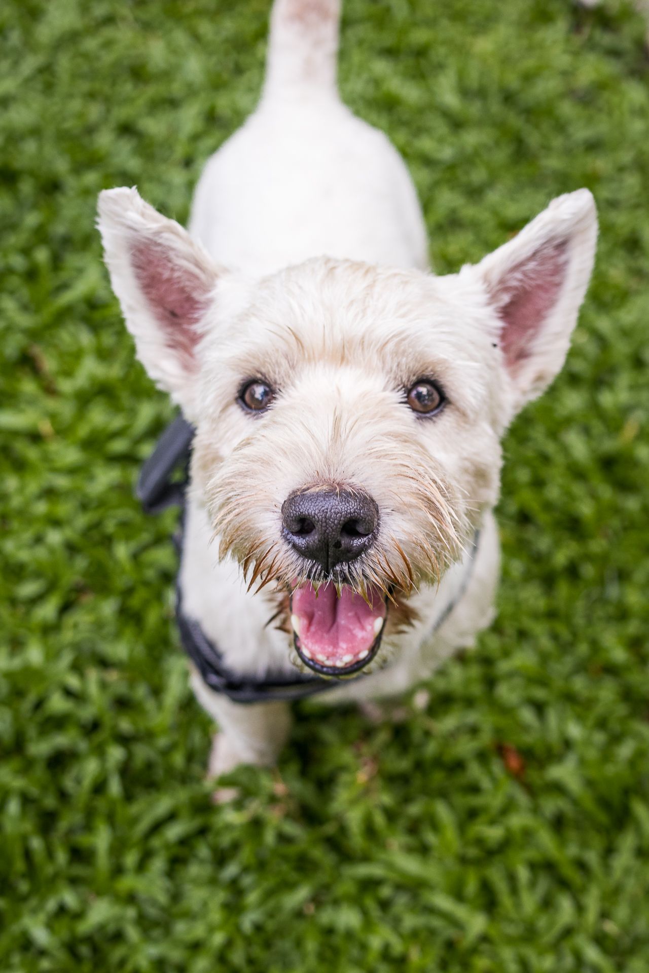 a begging shot of a white dog