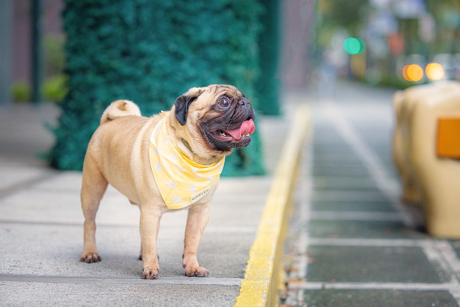 Cheerful pug wearing a yellow shirt stands on an urban sidewalk with blurred background.
