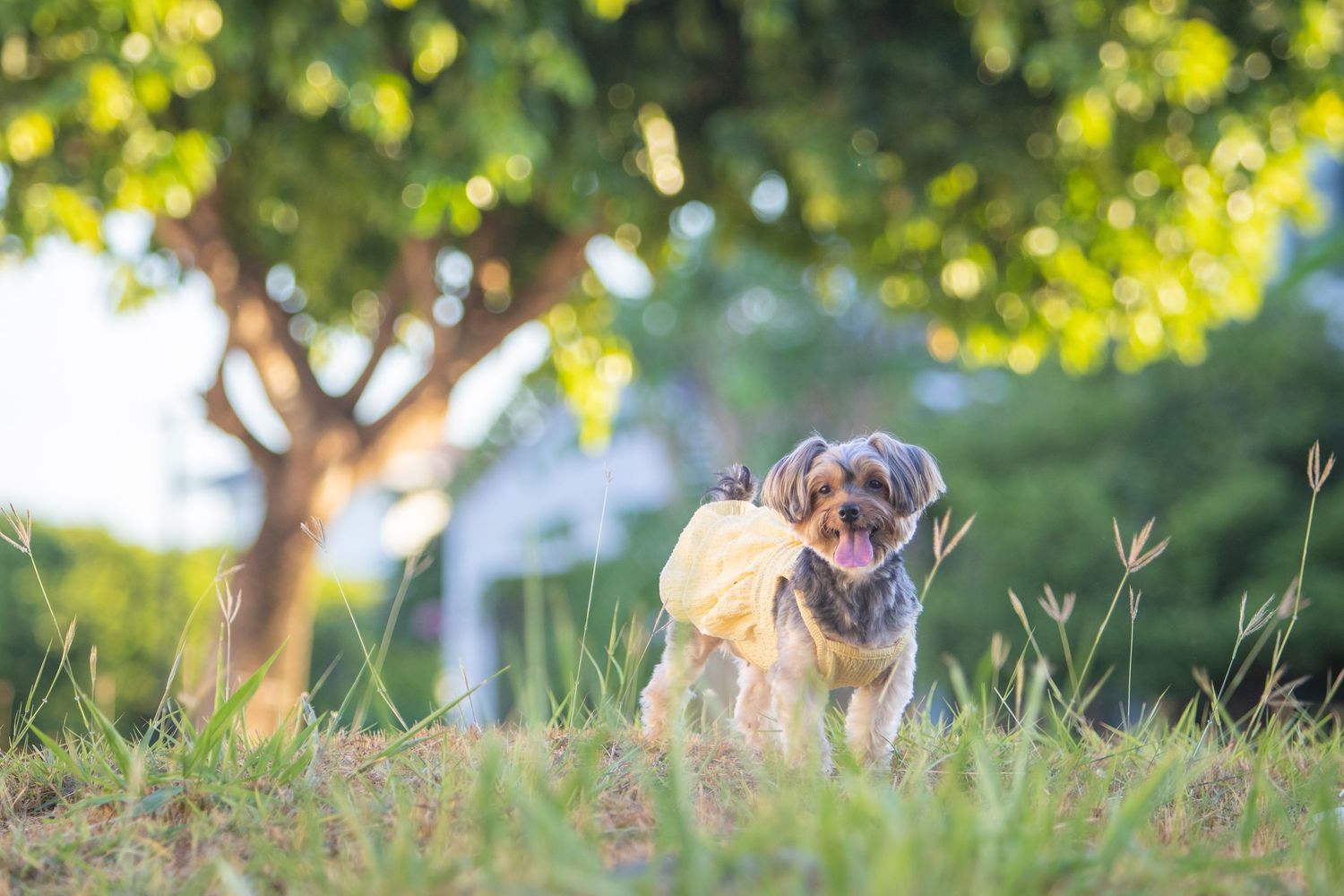 A small dog wearing a yellow outfit stands in lush green grass beneath a large tree in a sunny park.