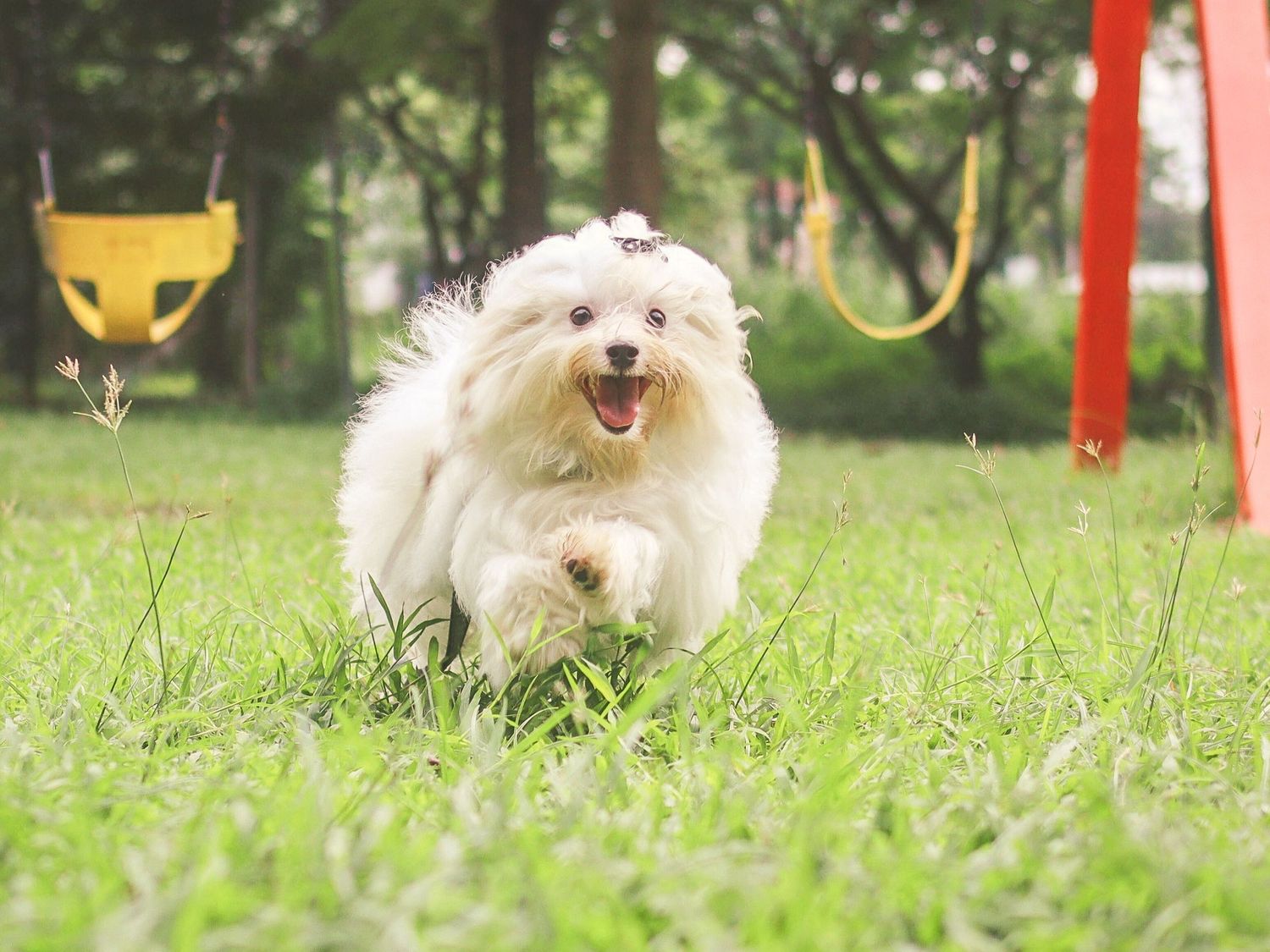 Happy white fluffy dog running through green grass at a playground with yellow swings in the background.