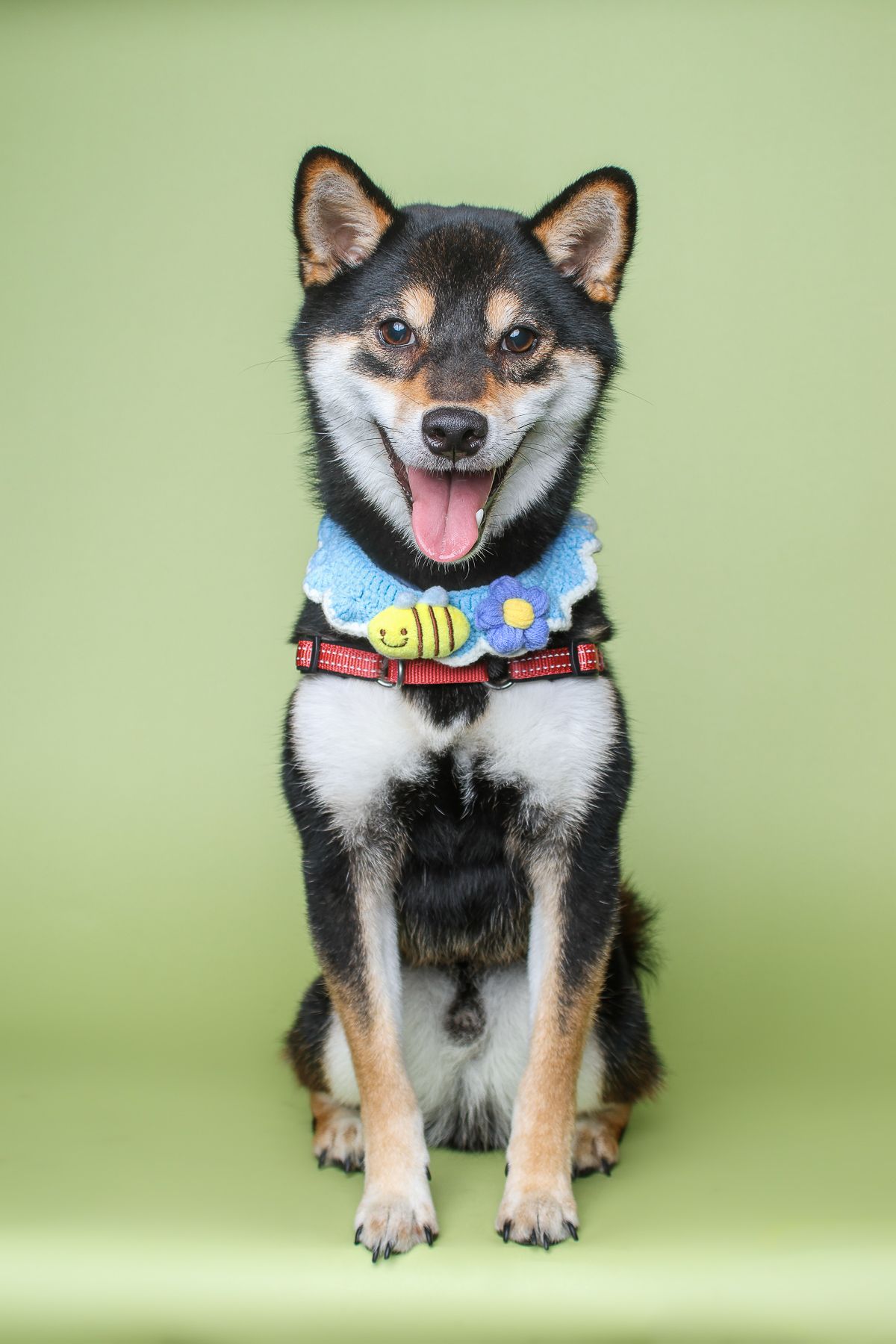 studio portrait of black Shiba Inu posed with a light green background