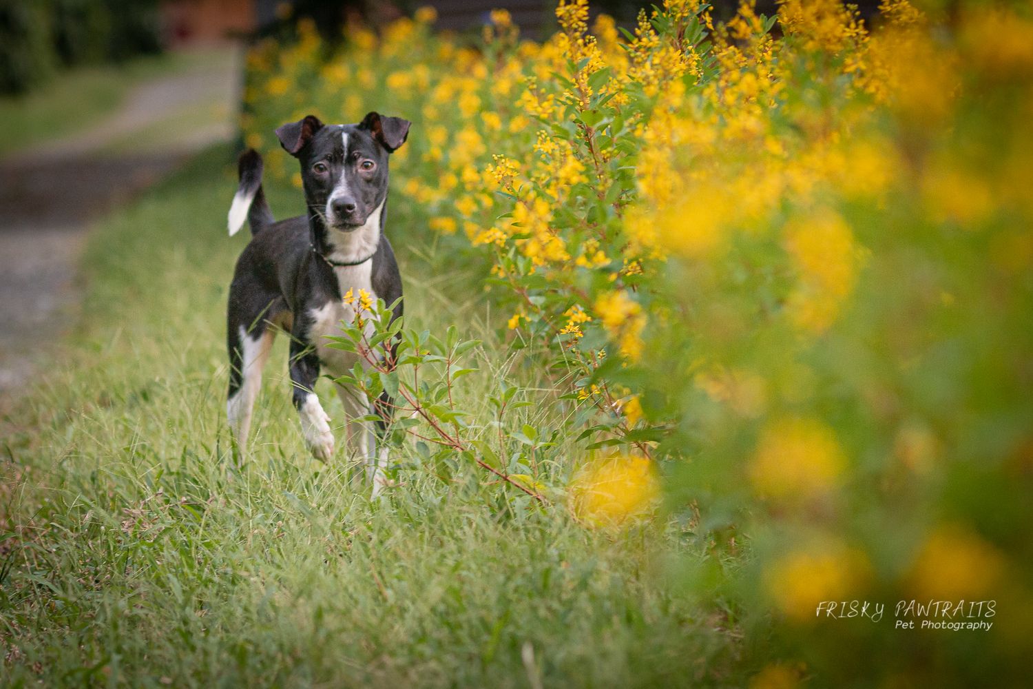 outdoor garden portrait of a black dog standing by yellow flowers