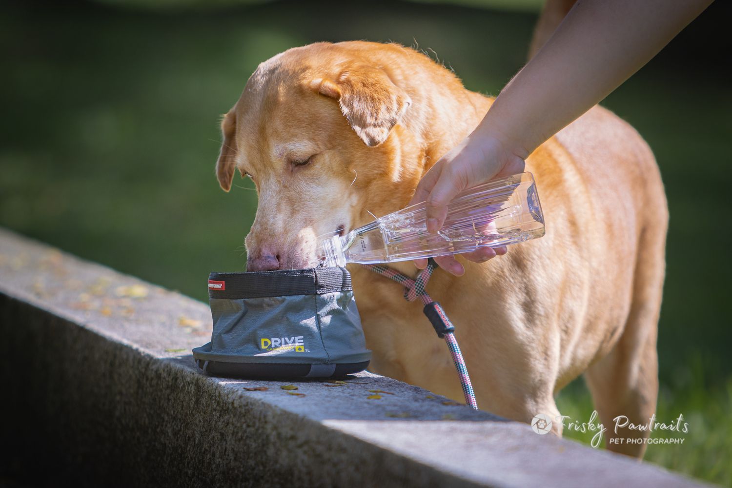A golden retriever dog drinks water from a stream or fountain, creating a refreshing moment in nature.