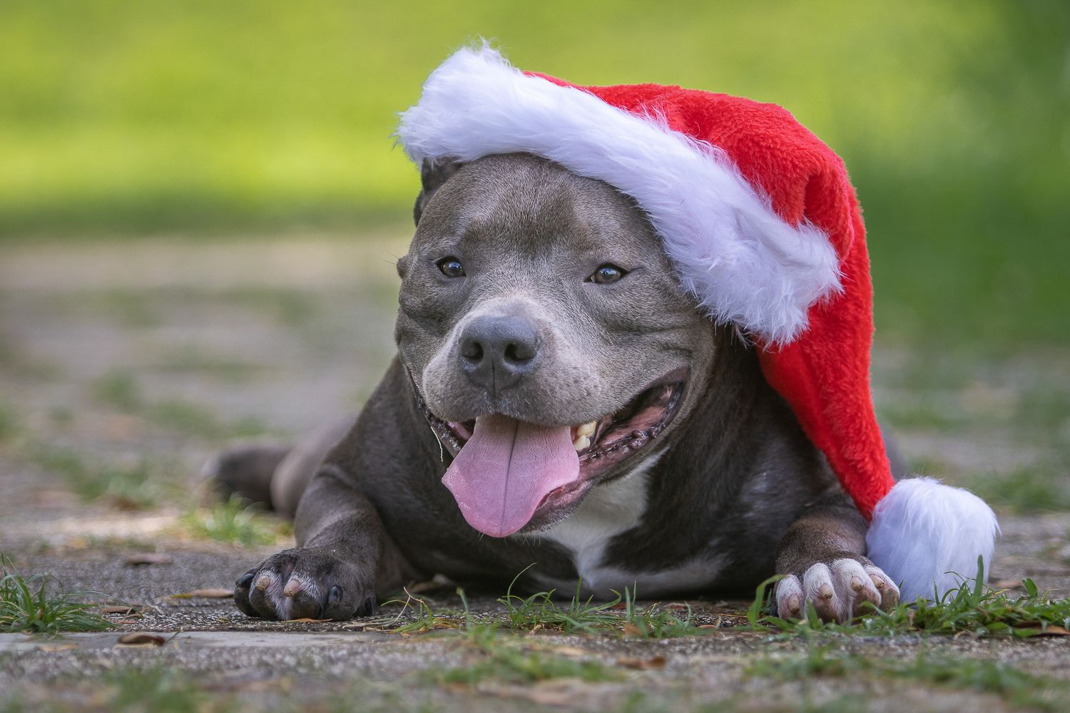 Gray pitbull dog wearing red and white Santa hat lies on ground with happy expression and tongue out.