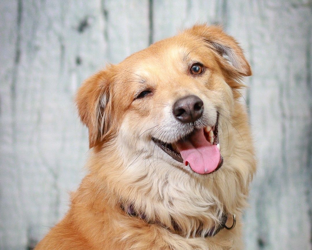 Happy golden retriever mix dog with cream and brown fur smiling and winking at the camera against gray background.