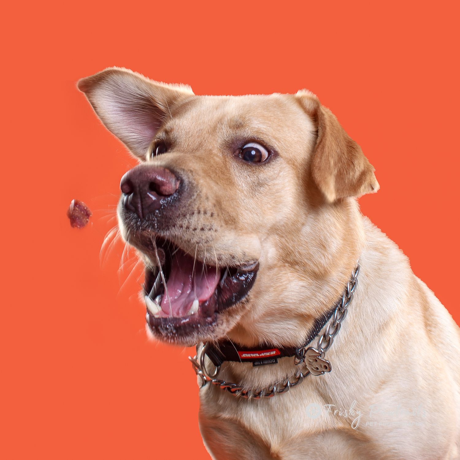 Side profile sequence of a tan Chihuahua mix dog making increasingly animated facial expressions against an orange background.