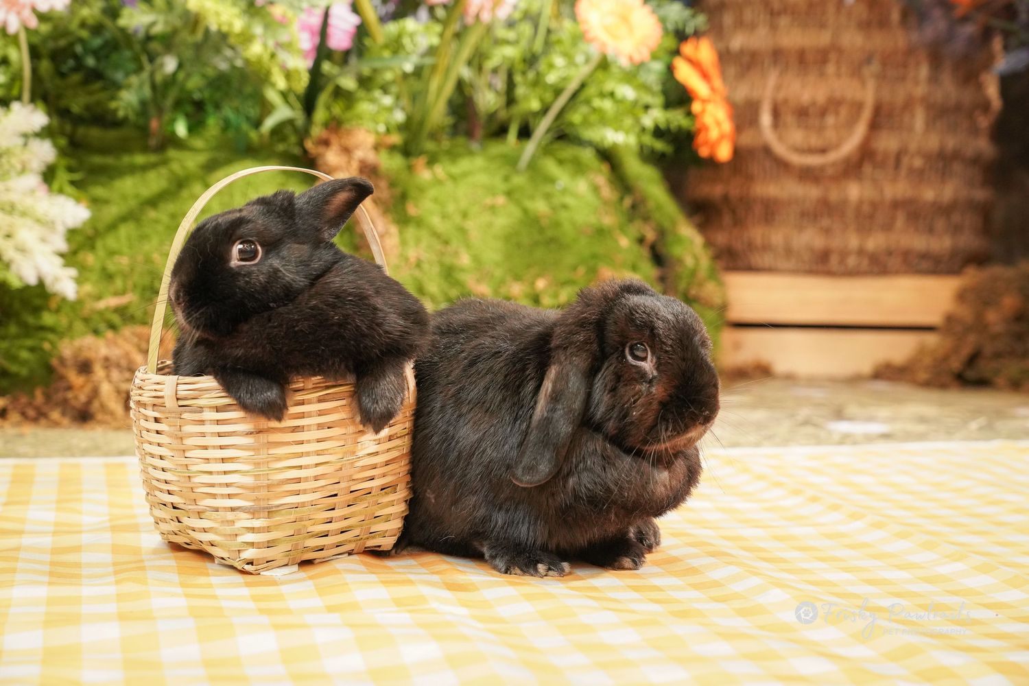 Two black lop-eared rabbits pose on a yellow checkered surface, one sitting in a wicker basket amid colorful flowers.