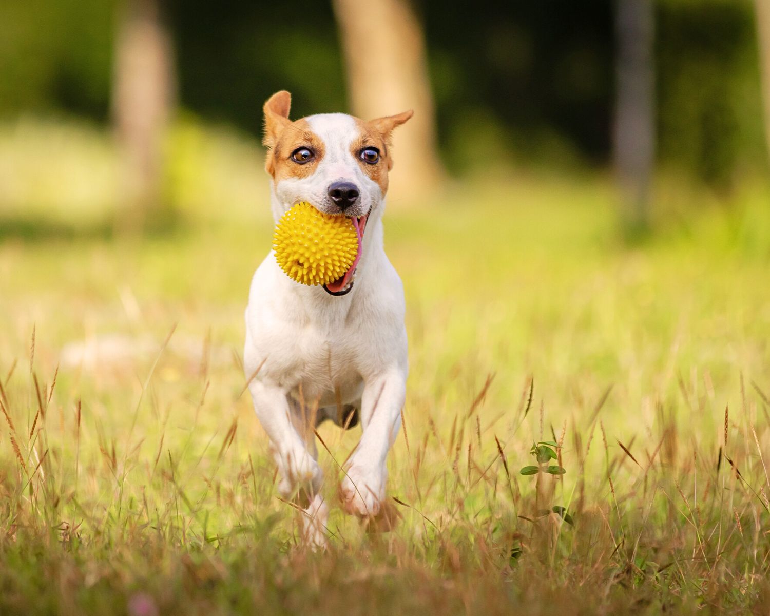 Jack Russell terrier eagerly chases yellow softball across green grass field in energetic action sequence.