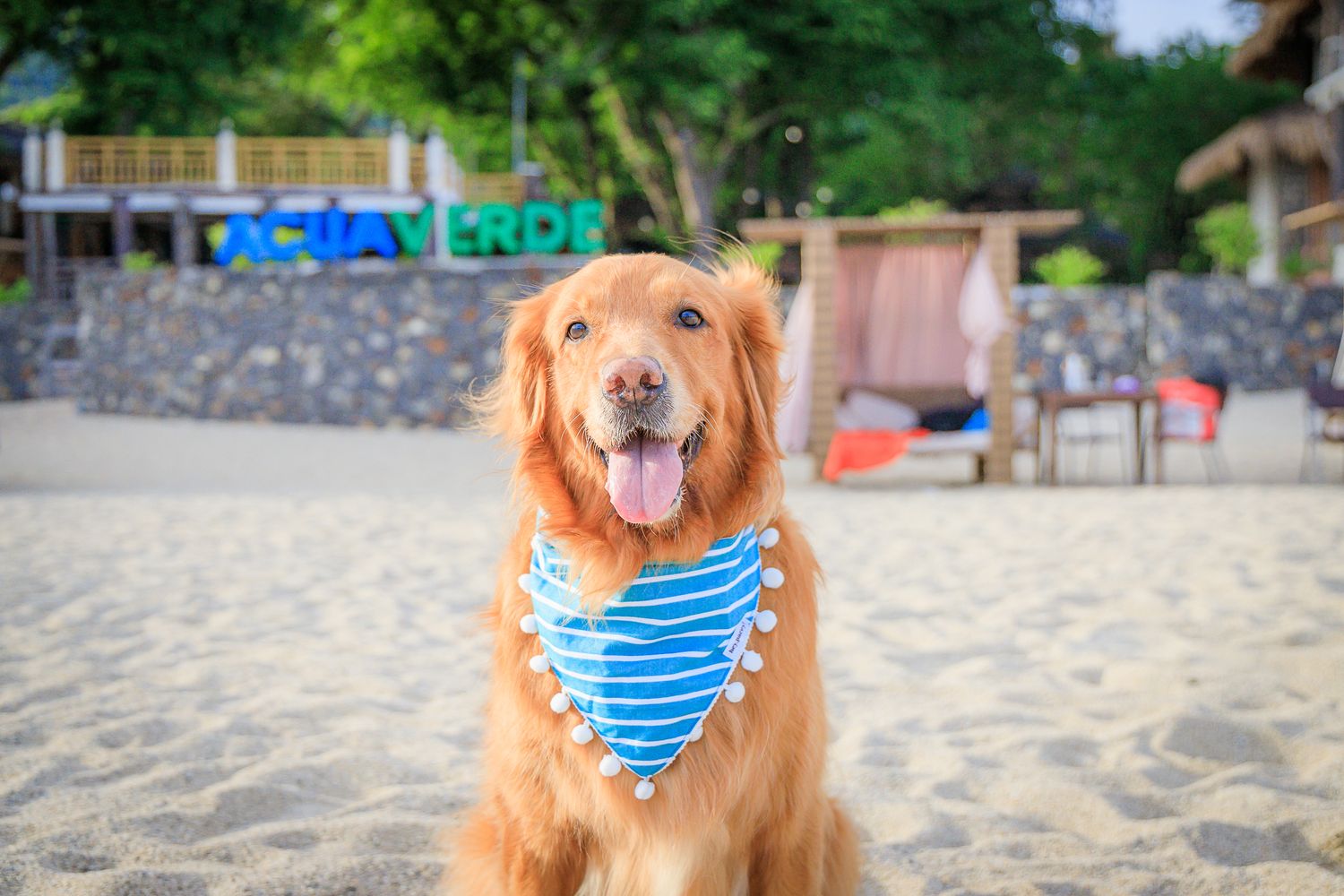 Golden retriever wearing blue and white striped bandana sits happily on sandy beach.