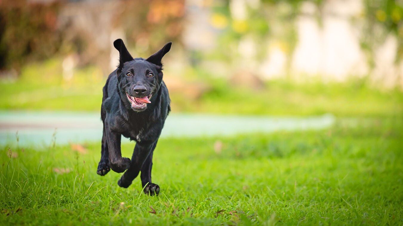 A joyful black Labrador retriever puppy running and playing in a lush green grassy field on a sunny day.
