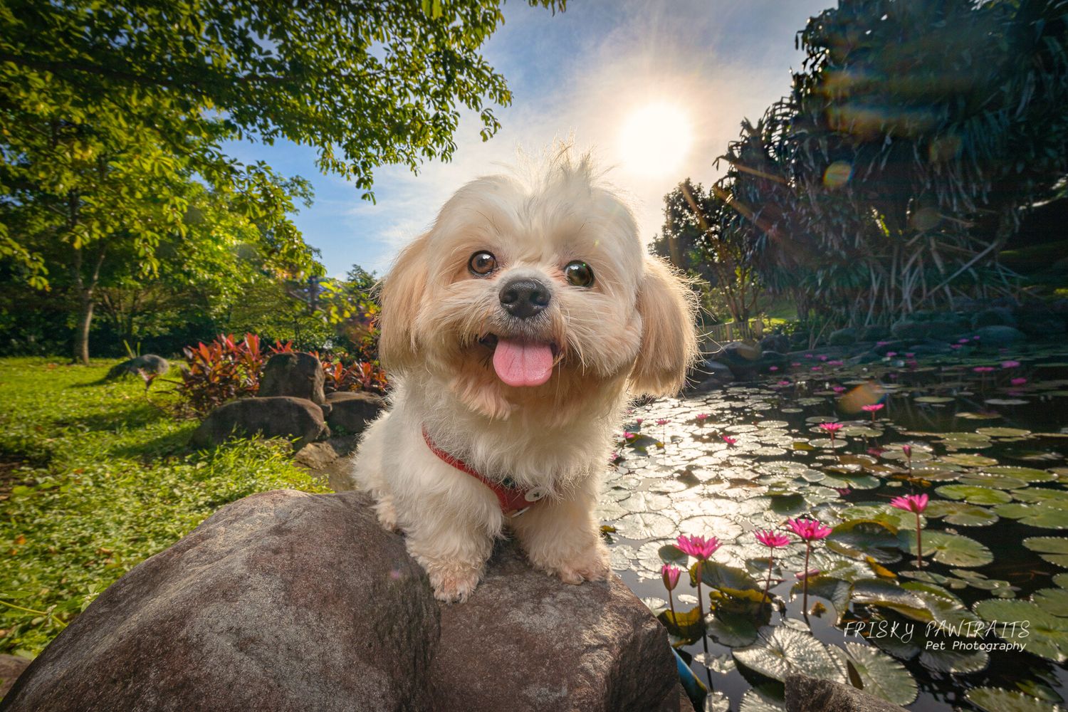 Happy Maltese puppy sitting on rock by lily pond in sunny garden with pink flowers.