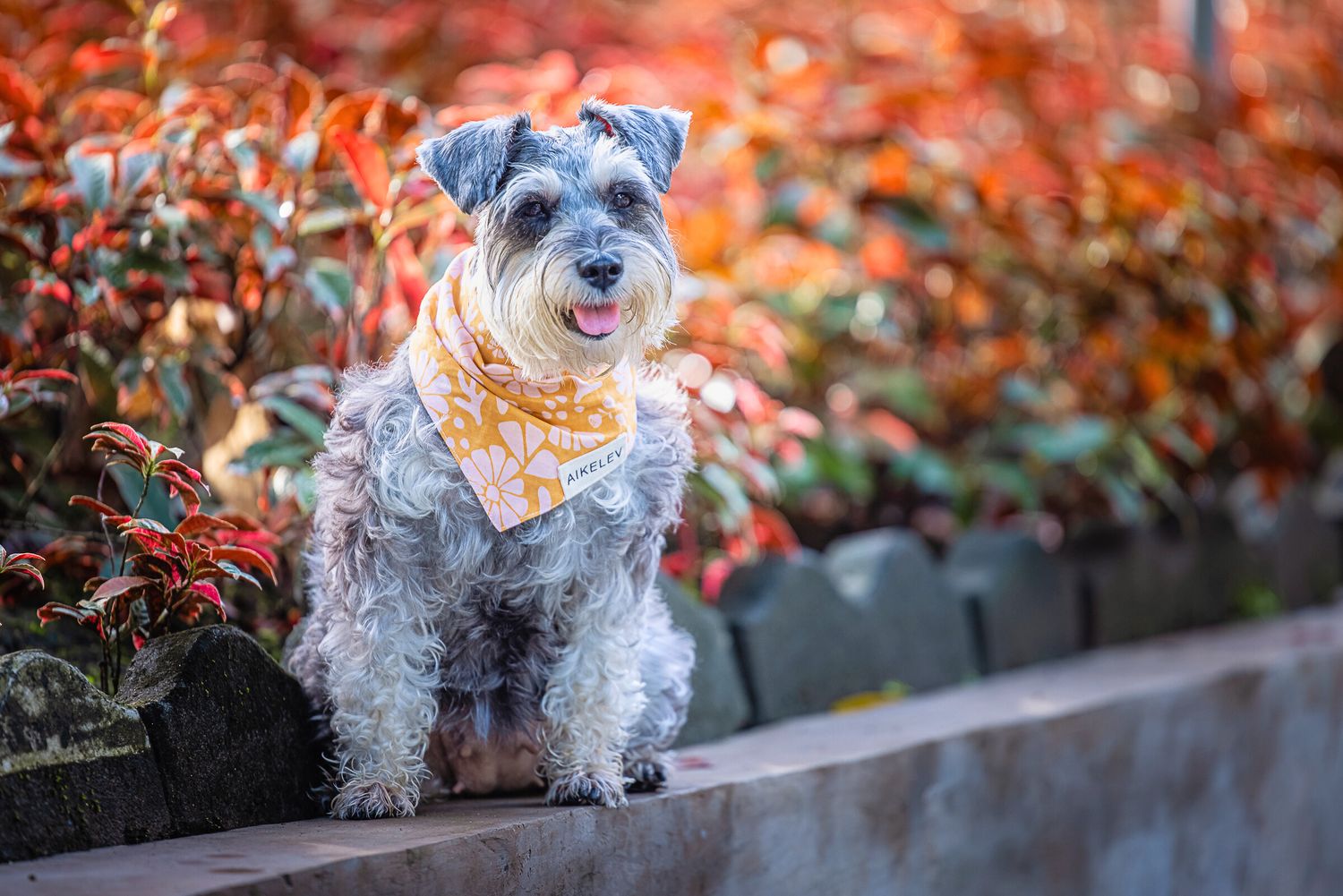 A grey Schnauzer dog wearing an orange bandana sits on a wall surrounded by autumn colored foliage.