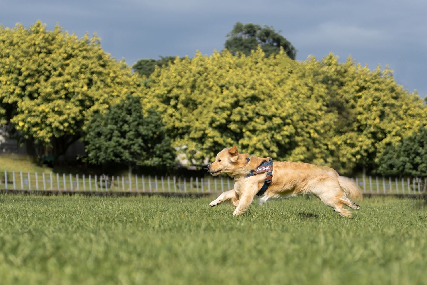 A golden dog runs and leaps gracefully through a sunny meadow with trees in the background.