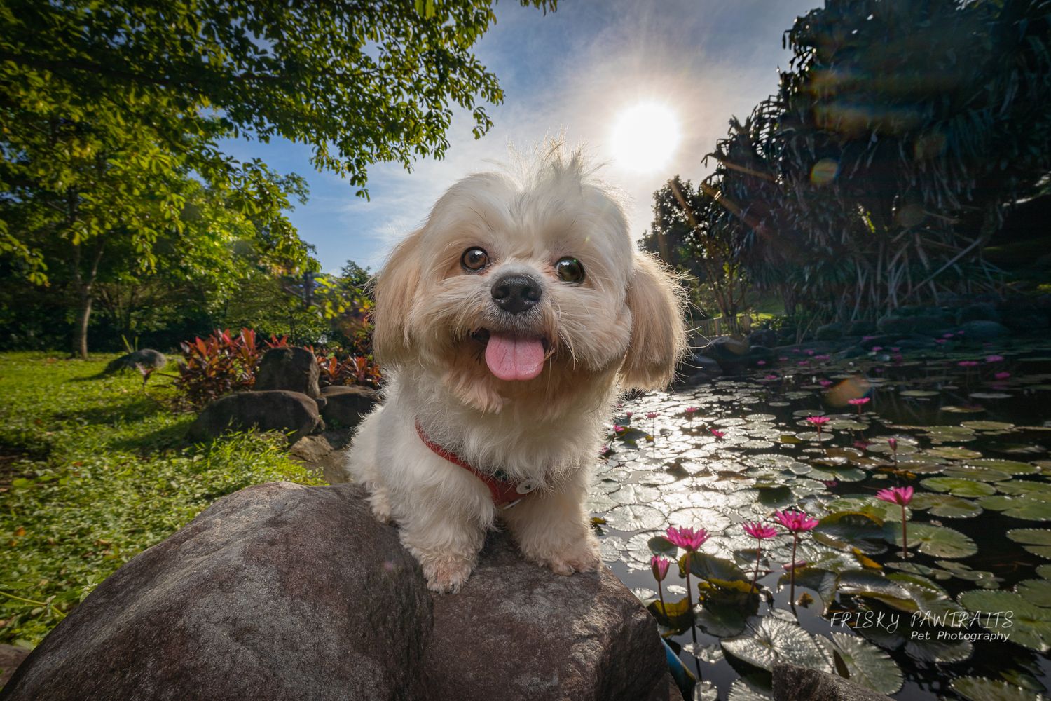 outdoor garden portrait of a Shih Tzu dog