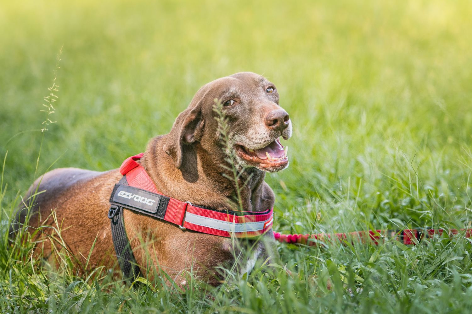 A brown pitbull dog with a service vest lying in green grass while looking off to the side.