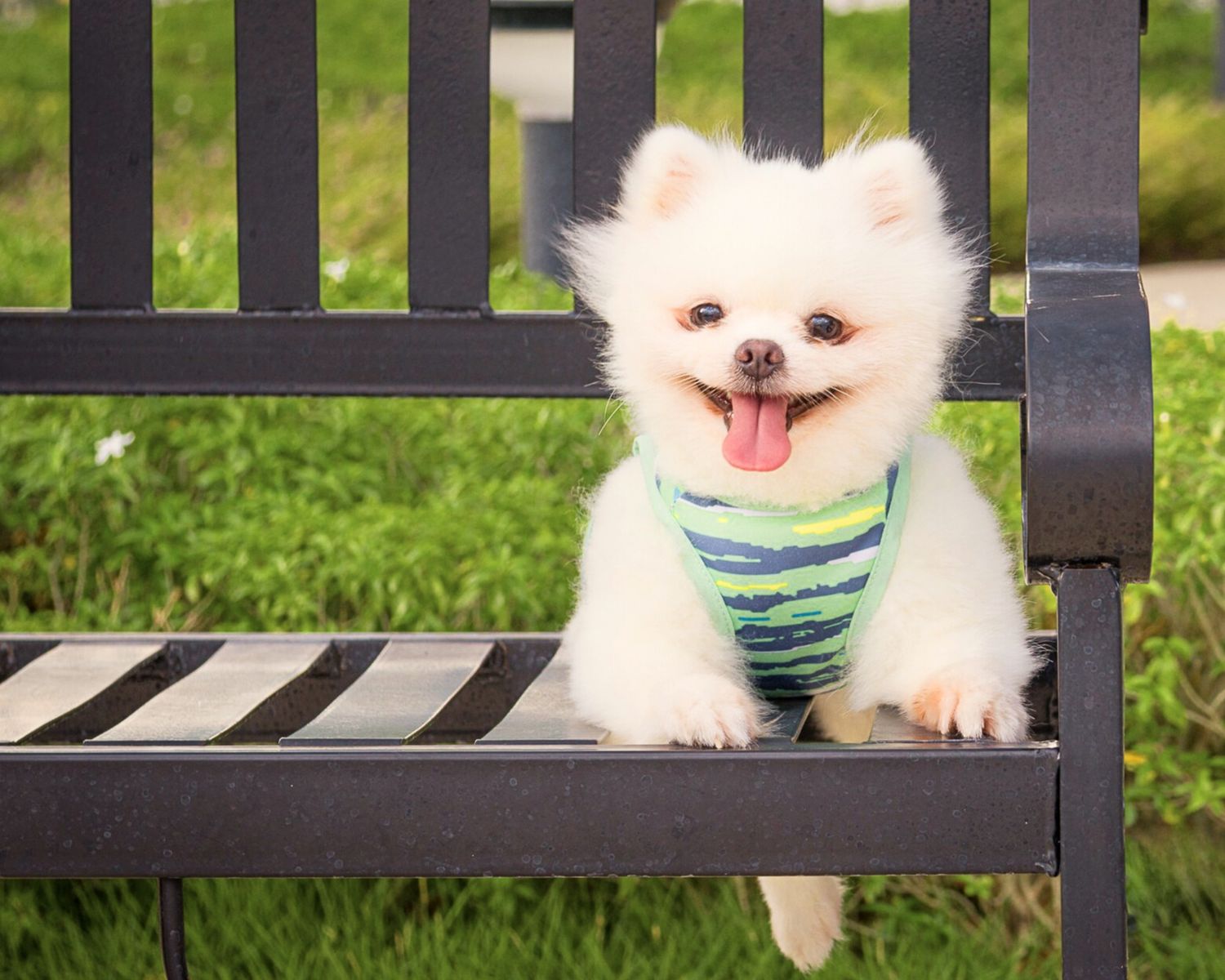 Happy white Pomeranian puppy wearing a green striped vest sits on a black park bench with grassy background.