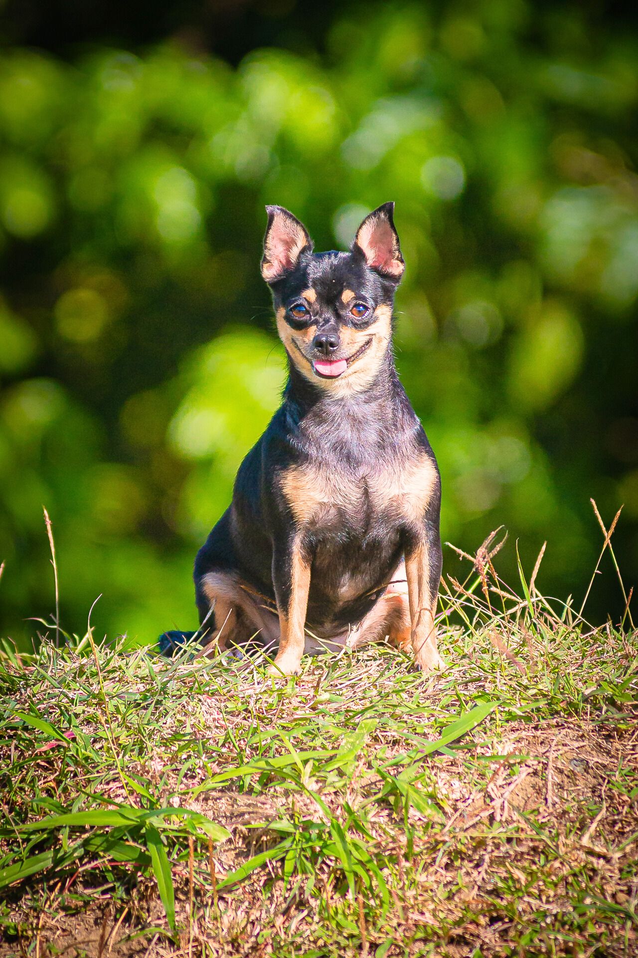 A small black and tan Chihuahua dog sits alertly on grass with a blurred green background.