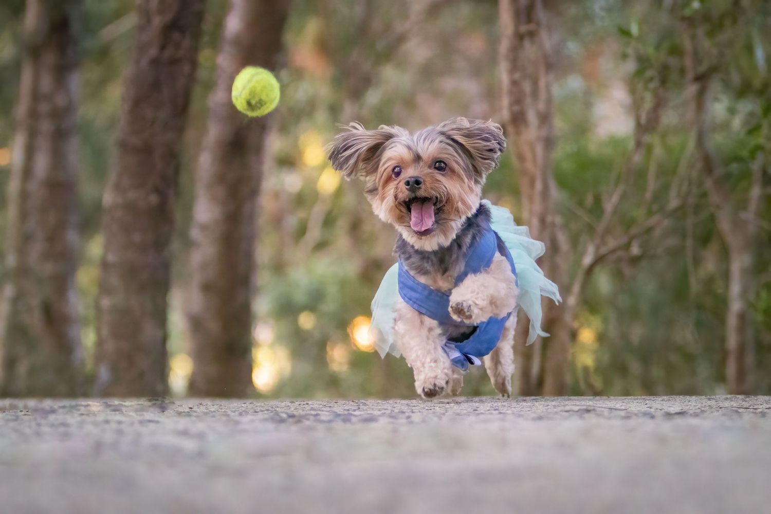 A playful Yorkshire Terrier wearing a blue outfit leaps joyfully toward a tennis ball on a forest path.